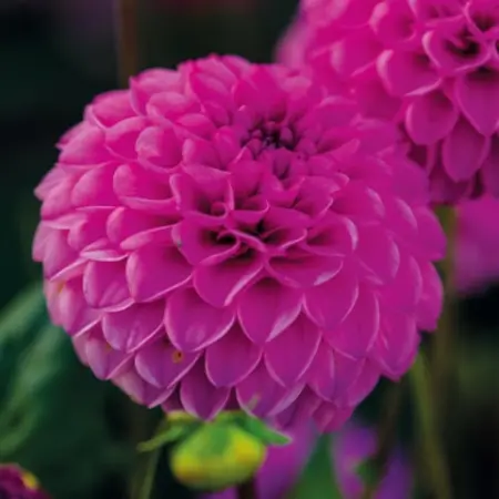 Dahlia Rocco - New - Purple - Summer Flowers - Pompon Dahlia Tubers Buy?