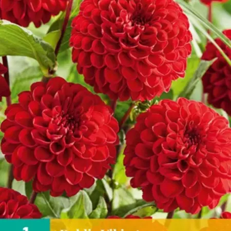 Dahlia Viking - Pompon Dahlia Red - Summer bloomers Simple Online Order