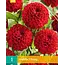 Dahlia Viking - Pompon Dahlia Red - Summer bloomers Simple Online Order