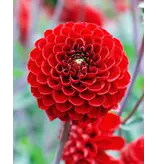 Dahlia Viking  - Pompon Dahlia Rood - Zomerbloeiers Eenvoudig Online Bestellen