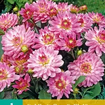 Dahlia Gallery Bellini - New - 1 Tuber