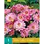 Dahlia Gallery Bellini - Nieuw - 1 Knol