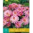 Dahlia Gallery Bellini - Low Pink Dahlia 45 cm. High - Buy summer flowers online?