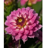 Dahlia Gallery Bellini - Low Pink Dahlia 45 cm. High - Buy summer flowers online?