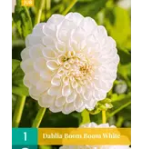 Dahlia Tree Tree White - Weiße Sommerblumen kaufen ? Garden-Select.de