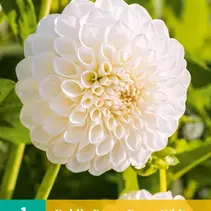 Dahlia Boom Boom White - Nieuw - 1 Knol