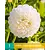 Dahlia Tree White - New - 1 Tuber