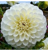 Dahlia Tree Tree White - Weiße Sommerblumen kaufen ? Garden-Select.de