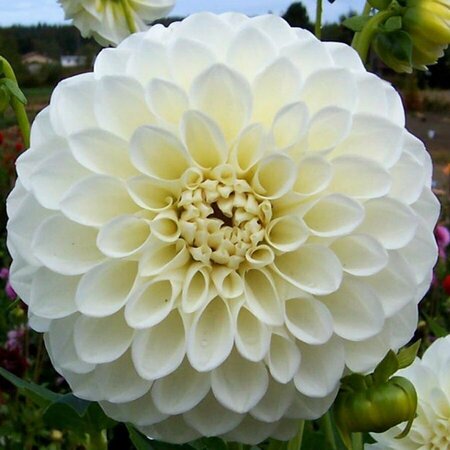 Dahlia Tree Tree White - Weiße Sommerblumen kaufen ? Garden-Select.de