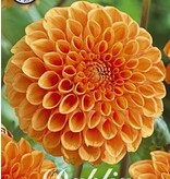 Dahlia Sylvia - Orange Dahlias - Buy Summer Flowers? Garden-Select.com