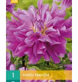 Dahlia Bluetiful - 1 Tuber - Purple Dahlia - Buy Flower Bulbs And Tubers?