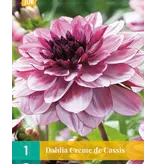 Dahlia Creme De Cassis - Summer Flowers From 2.99 - Garden-Select.com