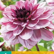 Dahlia Creme De Cassis - 1 Tuber