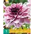 Dahlie Creme De Cassis - 1 Knolle