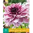 Dahlia Creme De Cassis - Zomerbloeiers Vanaf 2,99 - Garden-Select.com