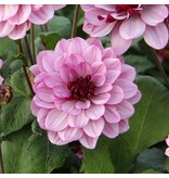 Dahlia Creme De Cassis - Zomerbloeiers Vanaf 2,99 - Garden-Select.com