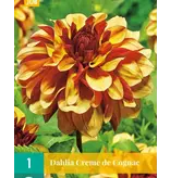 Dahlia Creme De Cognac - Buying summer flowers? - Garden-Select.com