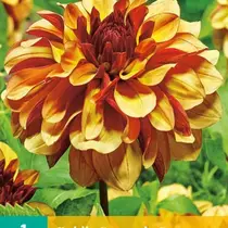 Dahlia Creme De Cognac - 1 Tuber