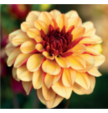 Dahlia Creme De Cognac - Buying summer flowers? - Garden-Select.com