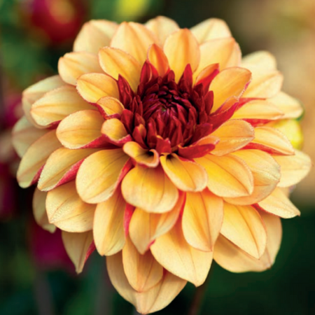 Dahlia Creme De Cognac - Buying summer flowers? - Garden-Select.com