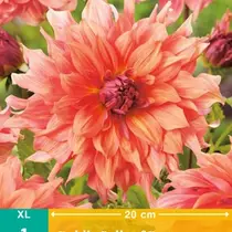 Dahlia Belle Of Barmera - 1 Knol