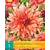 Dahlia Belle of Barmera - 1 Tuber