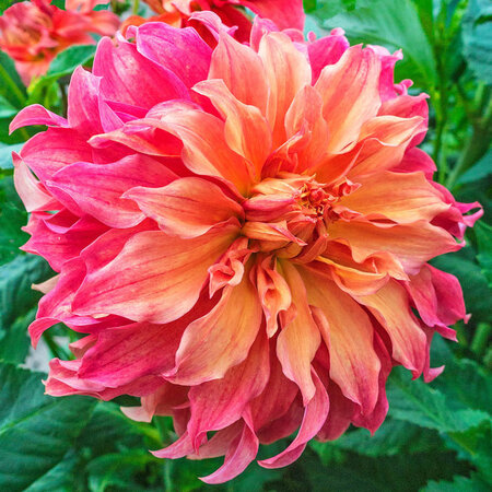 Dahlia Belle Of Barmera - The Dahlia Specialist - Buy Flower Bulbs / Tubers?