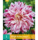 Dahlia Bristol Stripe - White / Lilac Pink Flowers - Buy Bulbs / Tubers?