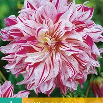 Dahlia Bristol Stripe - 1 Tuber