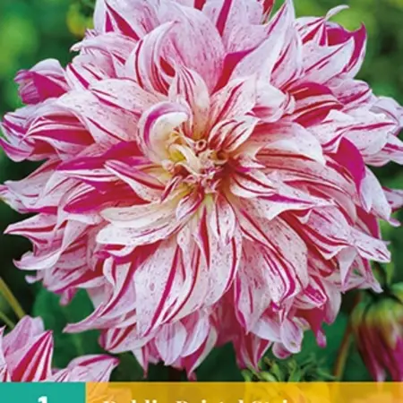 Dahlia Bristol Stripe - White / Lilac Pink Flowers - Buy Bulbs / Tubers?