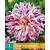 Dahlia Bristol Stripe - 1 Tuber