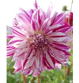 Dahlia Bristol Stripe - White / Lilac Pink Flowers - Buy Bulbs / Tubers?