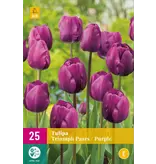 Triumph Tulpen Paars - 15 Bloembollen - Voorjaarsbloeiers Kopen? Garden-Select.com
