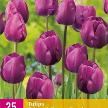 Triumph Tulpen Violett - 15 Blumenzwiebeln
