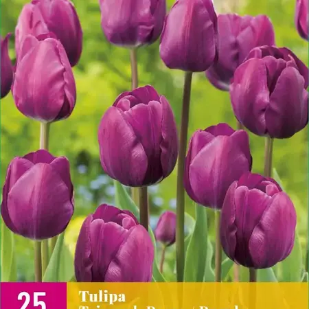 Triumph Tulpen Paars - 15 Bloembollen - Voorjaarsbloeiers Kopen? Garden-Select.com