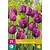 Triumph Tulips Purple - 15 Bulbs