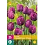Triumph Tulpen Paars - 15 Bloembollen - Voorjaarsbloeiers Kopen? Garden-Select.com