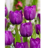 Triumph Tulips Purple - 15 Bulbs - Buy Spring Flowers? Garden-Select.com
