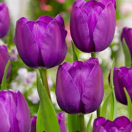 Triumph Tulips Purple - 20 Bulbs - Buy Spring Flowers? Garden-Select.com