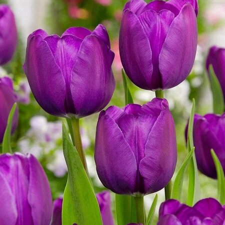 Triumph Tulpen Paars - 15 Bloembollen - Voorjaarsbloeiers Kopen? Garden-Select.com