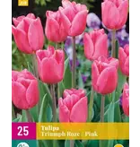 Triumph Tulpen Rosa - 15 Blumenzwiebeln - Tulpenzwiebeln online kaufen? Garten wählen