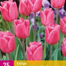 Triumph Tulips Pink - 15 Bulbs