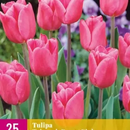 Triumph Tulips Pink - 15 Flower Bulbs - Buy Tulip Bulbs Online? Garden Select