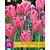 Triumph Tulpen Rosa - 15 Blumenzwiebeln
