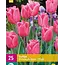 Triumph Tulips Pink - 15 Flower Bulbs - Buy Tulip Bulbs Online? Garden Select