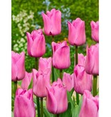 Triumph Tulips Pink - 15 Flower Bulbs - Buy Tulip Bulbs Online? Garden Select