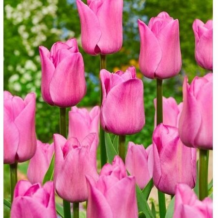 Triumph Tulpen Roze - 15 Bloembollen - Tulpenbollen Online Kopen? Garden Select