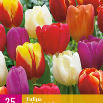 Triumph Tulpen Mix - 15 Blumenzwiebeln