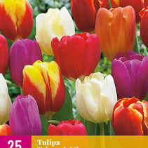 Triumph Tulip Mix - 20 Bulbs