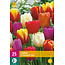 Triumph Tulips Mixed - 15 Flowerbulbs - Buy Spring Flowers?